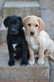 Aren T They Cute Labradorretriever Labradorretrieverpuppies Cute Dogs And Puppies Cute Dogs Puppies