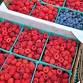 Fresh Berries: Curds, Custards, Creams