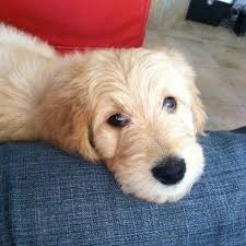 Get your puppy ready to go home today! Beautiful Goldendoodle Puppies Family Raised For Sale In Mesa Arizona Classified Americanlisted Com