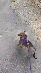 Let us love your best friend! Best Friend Pet Adoption Home Facebook