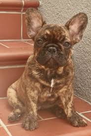 Brindle Black And Brown French Bulldog Brindle French Bulldog Puppy Brindle French Bulldog Bulldog Puppies French Bulldog