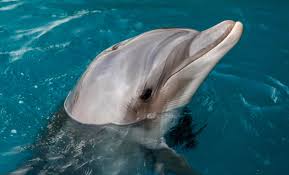 Swim With Dolphins Bahamas: Visit Dolphin Cay Atlantis Resort