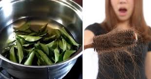 Read now on marie claire uk. This Curry Leaf Oil Will Stop Hair Loss And Increase Hair Growth David Avocado Wolfe