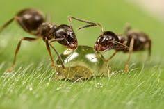Fortunately, each of our highly trained and certified specialists is local and able to provide prompt pest management services. Official Pest Control Stockton Ca Stocktonpest Profile Pinterest