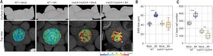 We did not find results for: Molecular Mechanism Of Cytokinin Activated Cell Division In Arabidopsis Science