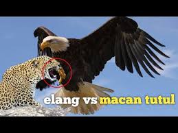 Begini nasibnya elang vs leopard (macan tutul) & compilation. Video Singa Vs Elang