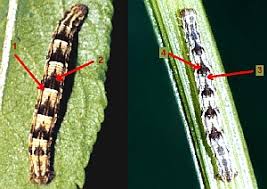 Image result for Eupithecia tripunctaria