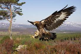 Birds of prey, or raptors, are the main reason the nca was given special legislative protection. Britain S Birds Of Prey The Country Life Guide To Raptors
