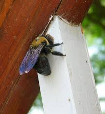 According to the group's team of entomologists, warm and wet spring and summer conditions predicted for much of the. Non Honey Bee Stinging Insects In North Carolina Nc State Extension Publications