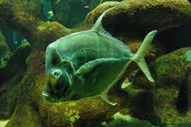 zoo de bale un poisson fish pet pets animals