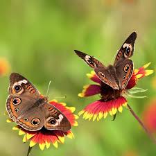 Not only do you provide support to these charming creatures, you also frame your home with lush, colorful blooms. Indian Blanket Seeds Gaillardia Pulchella For Butterflies