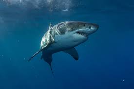 There have been reports of bull sharks as well as black fin sharks there. Great White Shark Carcharodon Carcharias