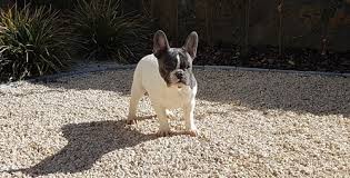 See more ideas about french bulldog puppies, bulldog puppies, bulldog puppies for sale. Home Golden Blood Frenchies