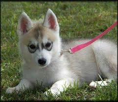 Black And Brown Siberian Husky Beautiful Face With Images White Husky Puppy Husky Puppy Brown Siberian Husky