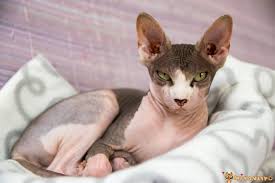 Tuyleri Dokulmeyen 7 Kedi Cinsi Miyavliyo