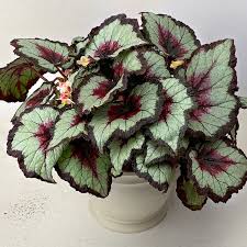 Image result for Begonia oxyloba