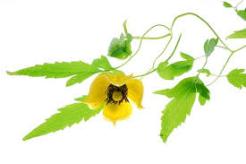 We did not find results for: Powojnik Tangucki Uprawa Rozmnazanie I Ciecie