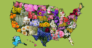 Cultivate the soil to a depth of eight to ten inches and incorporate any soil amendments. List Of Official American Us State Flowers