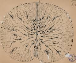 Segmental subdivision of nervous system. Know Your Spinal Cord The Spinocerebellar Tract Lunatic Laboratories