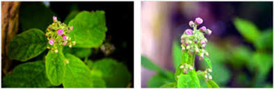 Image result for Blumea axillaris