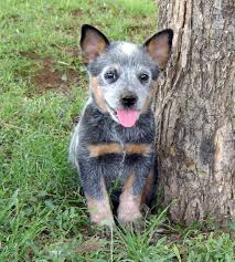 She is mostly texas heeler. Where To Find Queensland Heeler Puppies For Sale Dogable