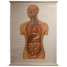 They were usually erected at the entrance of sacred places such as temples, palaces or cemeteries. Vintage Anatomy Wall Chart Of The Upper Body Circa 1960 For Sale At 1stdibs