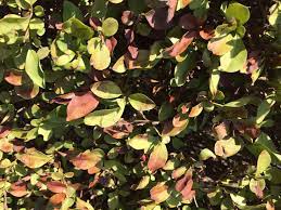 Wilt, which is a form of fungus, causes privet hedge leaves to curl, turn yellow or reddish, and die. Privet Hedge Dying Bbc Gardeners World Magazine