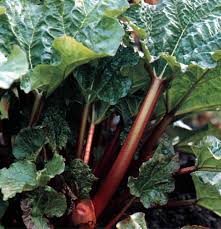 If a stalk is difficult to remove, use a gardening shovel or shears to carefully cut it at the base. Solutions Washing Soda Great For Stained Pots Winnipeg Free Press Homes