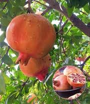 Hobbygärtner und hausbesitzer kommen bei diesem store gleichermaßen auf ihre kosten. Exotisches Obst 1a Qualitat Kaufen Baldur Garten