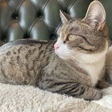 We did not find results for: Luxury Super Soft Cat Blanket Omlet
