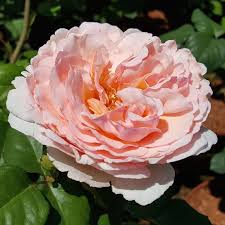 Inmediatamente después, el príncipe y los mellizos cump. Moderne Edelrose Rose Princesse Charlene De Monaco Rosa