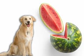 Can a dog eat watermelon peel? 2021 Can Dogs Eat Watermelon Is Watermelon Good For Dogs