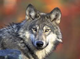 How to play wolf golf. What Is The Wolf Golf Betting Game Golf Monthly