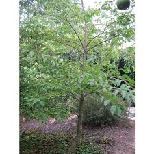 Image result for Micrococca