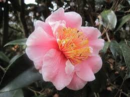 Camellia Japonica C M Wilson Camellia Japonica Wikipedia The Free Encyclopedia Japonica Camellia Flowers