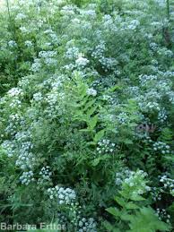 Image result for Berula erecta