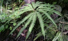 Image result for Sticherus