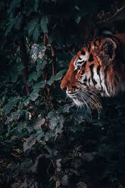 See more turquoise wallpaper, purple turquoise wallpaper, turquoise gold wallpaper, turquoise dream catcher wallpapers, turquoise geometric wallpaper, rustic looking for the best turquoise background? 900 Jungle Background Images Download Hd Backgrounds On Unsplash
