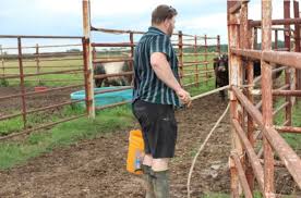A Whole Lot of Bull: A Day in the Life of a Mississippi Rancher