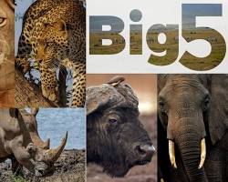 Image of Amboseli National Park Big Five