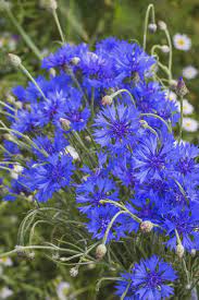 One day i ran laps around the outside of the house. How To Grow Bachelor S Button Cornflower Gardener S Path