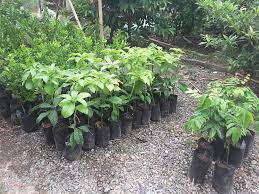 We did not find results for: Grafted Fruit Bearing Nolie S Garden And Garden Supplies Facebook