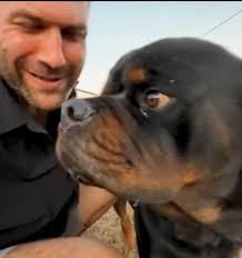 Elvis was "diagnosed" with narcolepsy by doctor... who? 11/20/2023 Elvis is  with South LA Animal Shelter . this video was taken yesterday. he sees a  dog in the adj adjacent yard and