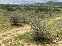 Image result for Catophractes alexandri