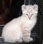 Available Highland Lynx Kittens - American Exotic Cats