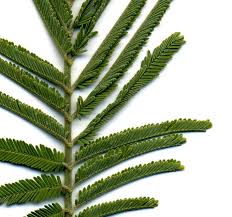 Image result for Acacia dealbata