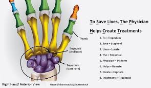 Hand Bones And Wrist Bones Mnemonics Anatomy And Physiology