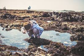 The coastside encompasses the cities of half moon bay, miramar, montara, moss beach, el granada, san gregorio, la honda, and pescadero. 10 Tipps Zur Sicheren Erkundung Von Gezeitenpools