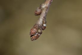 .bevölkerung bereits gegen das coronavirus geimpft ist, drängt auch hierzulande die frage immer stärker in den vordergrund, ob und wann auch minderjährige eine impfung bekommen sollen. Schmetterlingskalender Tagfalter Rheinland Pfalz Bund Rlp