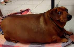 Fat Wiener Looking At You Oddly Dogs Know Your Meme